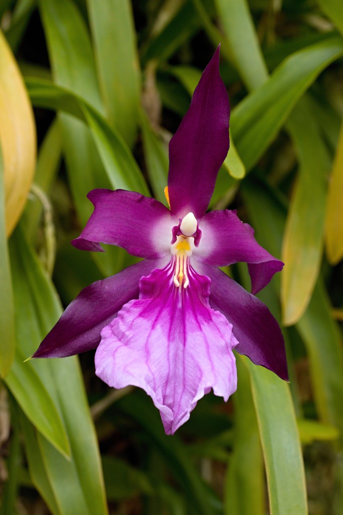 orchideeën orchidee orchideeen hdr bloem Orchidaceae natuur flora bloemen orchis sierbloem sierplant phalaenopsis orchidaceae